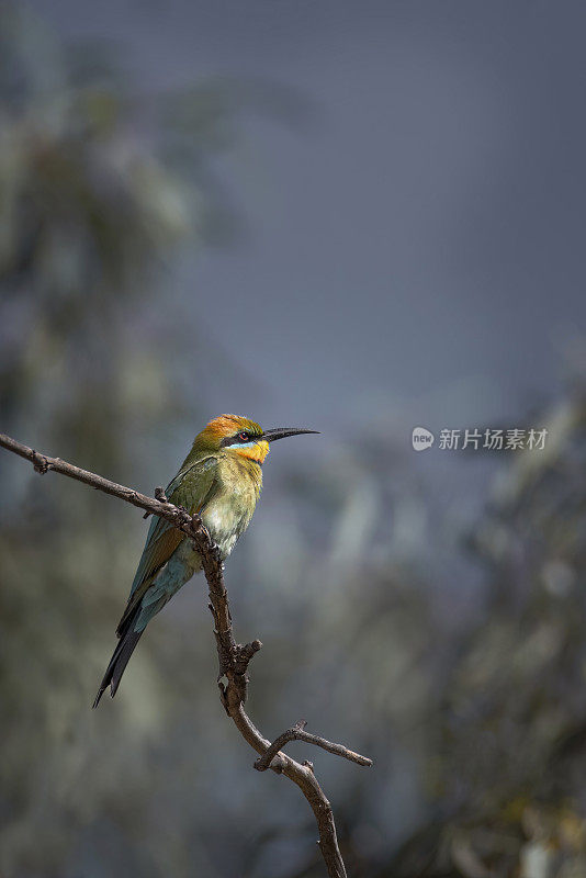 彩虹食蜂鸟(Merops ornatus)